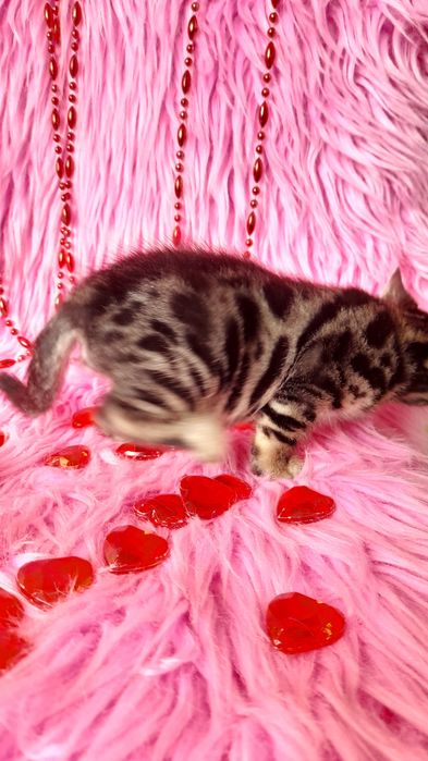 чистокровная бенгальская девочка