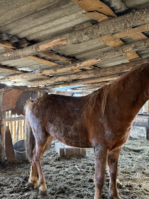 продам лошадь (жеребец)