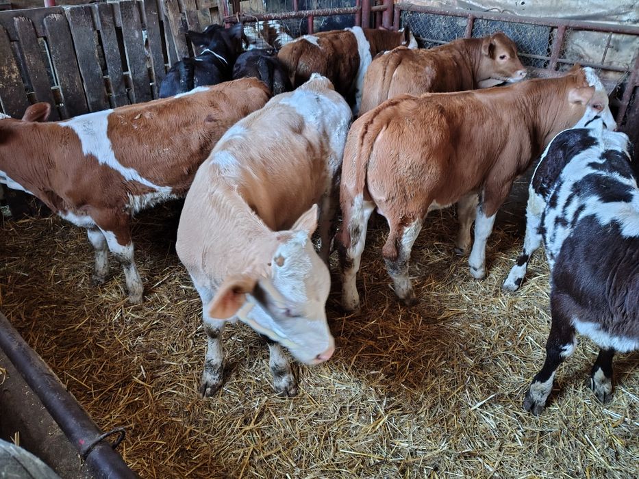 Viței înțărcați 130-140 media