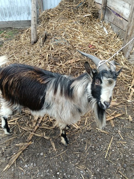 De vanzare tap tanar