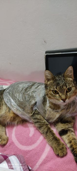 Отдам кошечку Милку в добрые руки