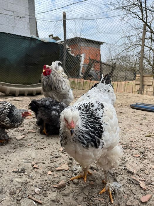 Cocoș    și puicuțe brahman  9 buc