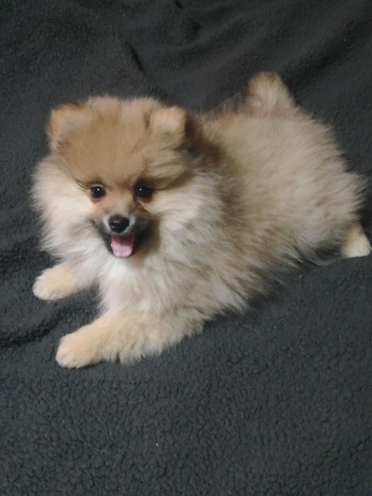 Красивые щенки шпица