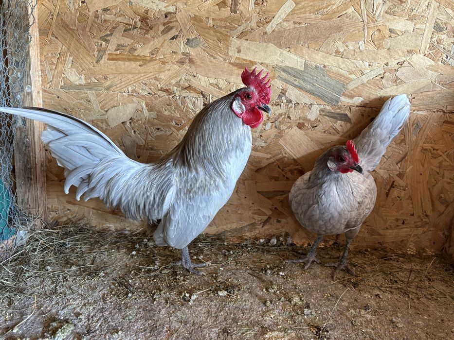 Декоратвни кокошки Холандки бантам