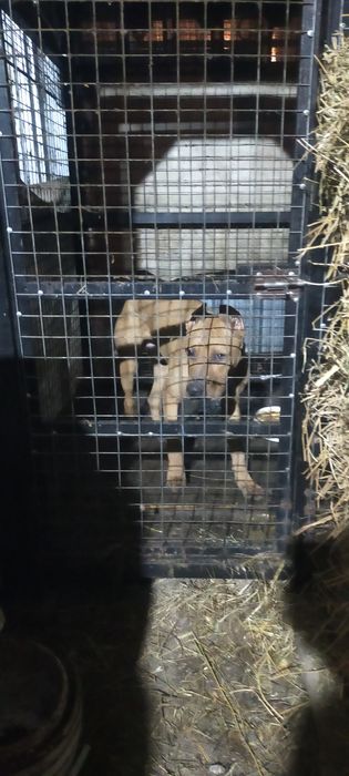 Продам мощного Шенка стафард