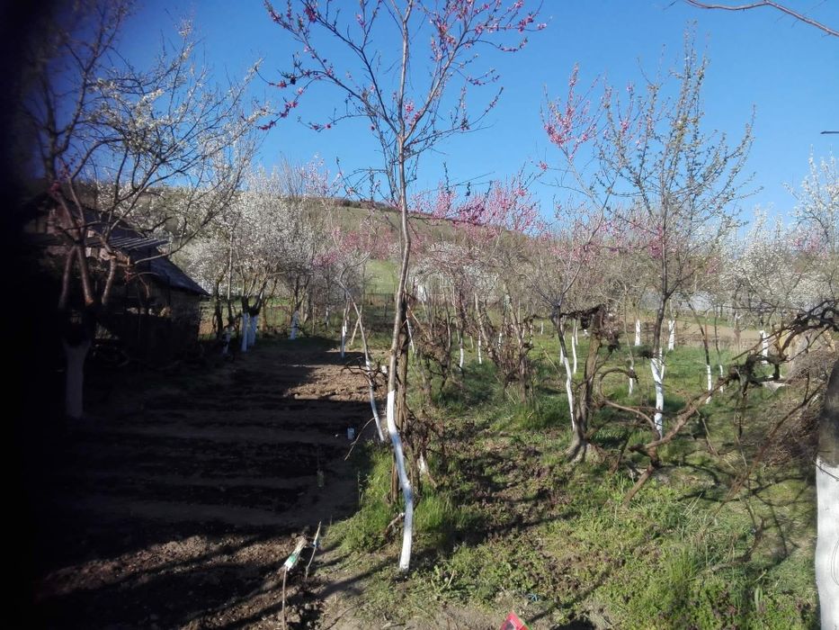 Casa nelocuibila cu teren Vintere Bihor