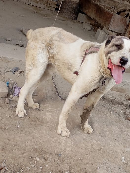 Kuchuk alabay tozza qon