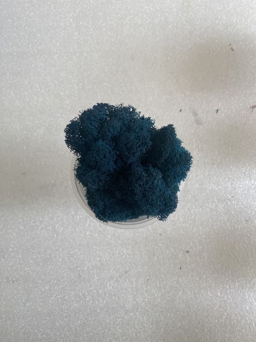 мох стабилизированный цветной