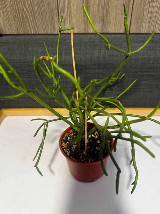 Эуфорбия тирукалли (Молочай тирукалли)