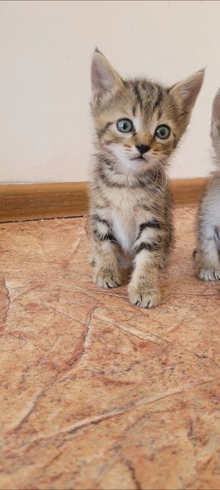 Отдам в добрые и ответственные руки