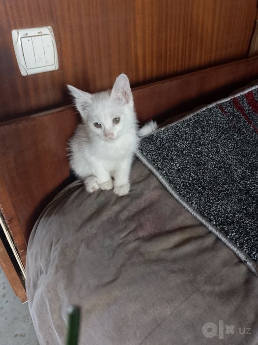 Котята, порода Турецкий вамп.