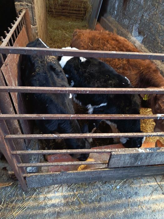 Vând vitei de lapte și semiintarcati