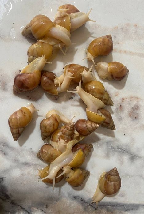 Улитка  косметологичиский