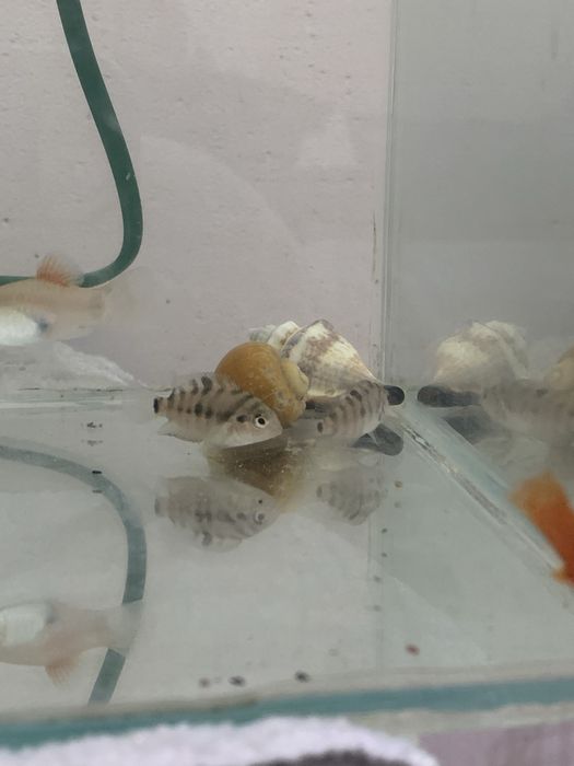 2 цихлида сатылады