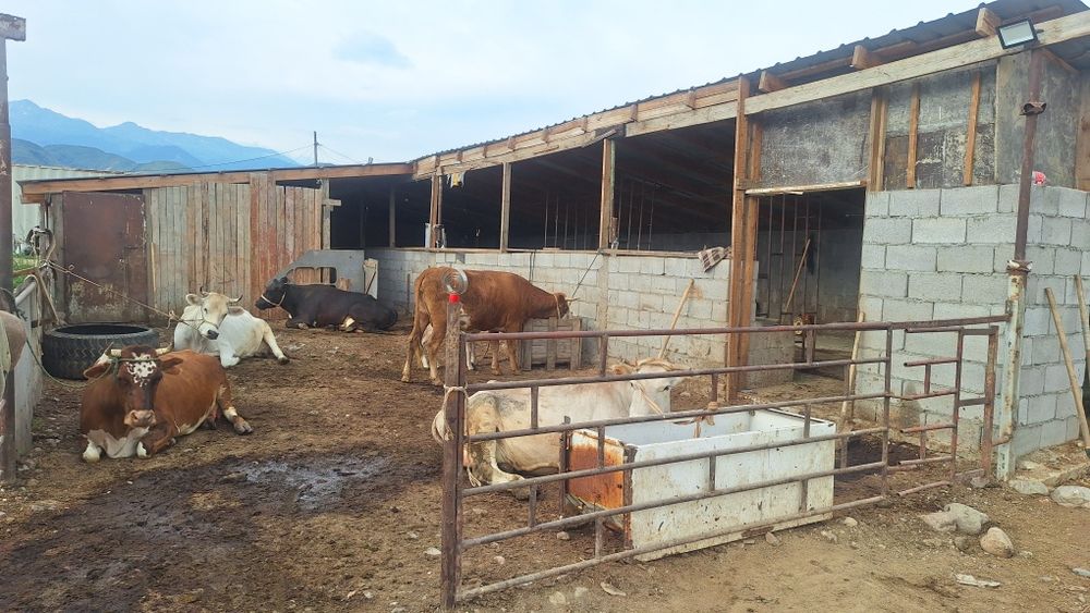 Продам КХ -20сот в месте скотом