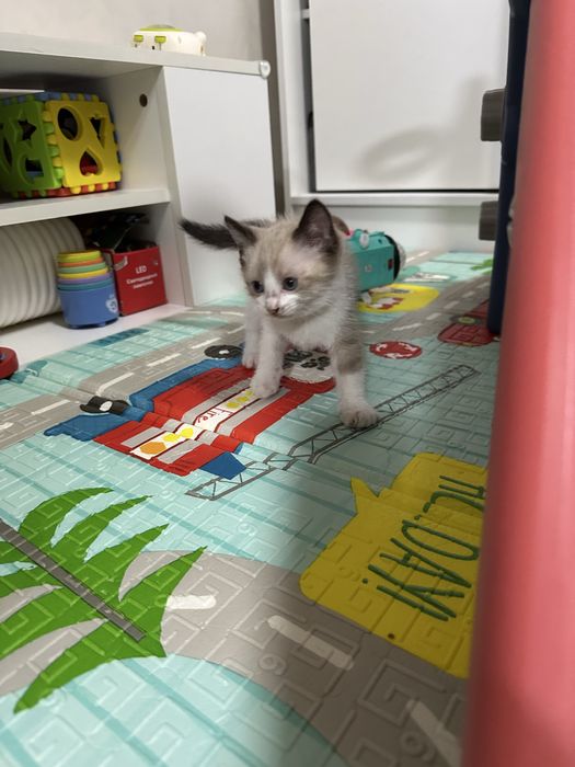 Отдам котенка в добрые руки!