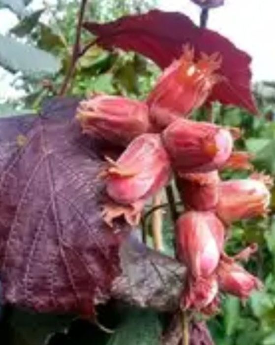 Alun (Soiul Syrena )