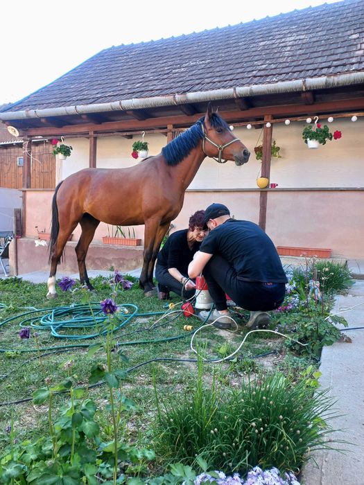 De vânzare iapă de 5 ani pentru echitație