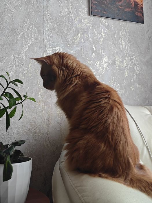 Продам кота мейкуна