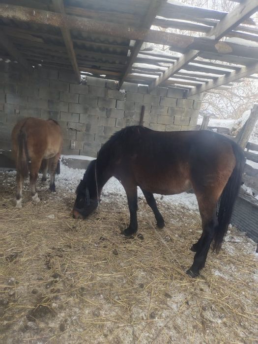 Жылқы сатылады, Байтал