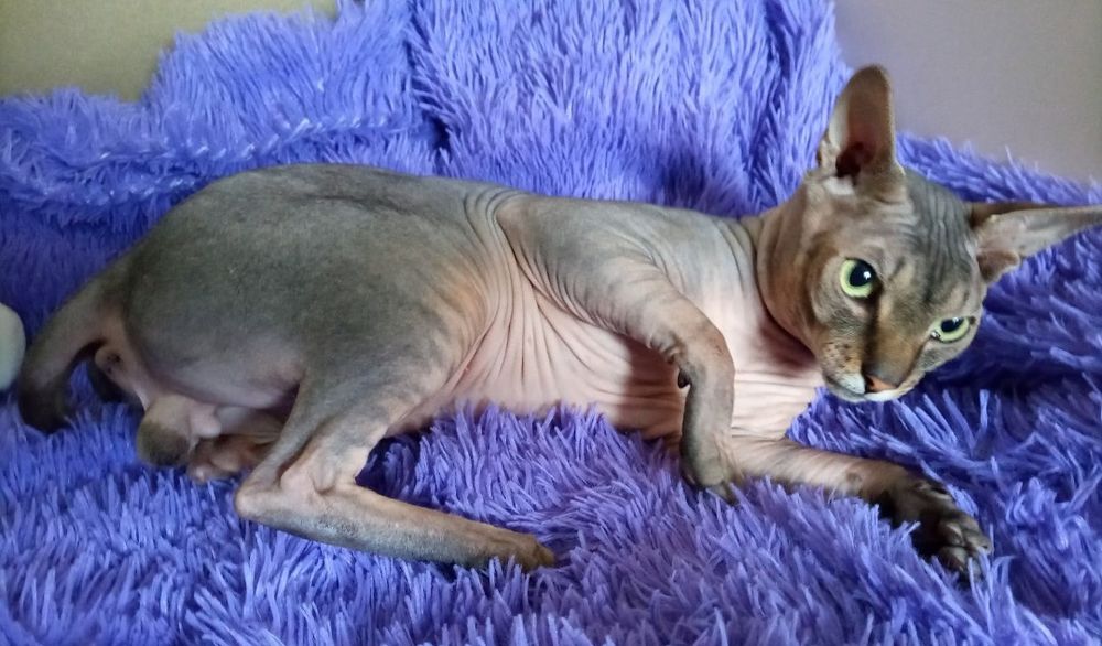 Мальчик, канадский сфинкс, Алматы