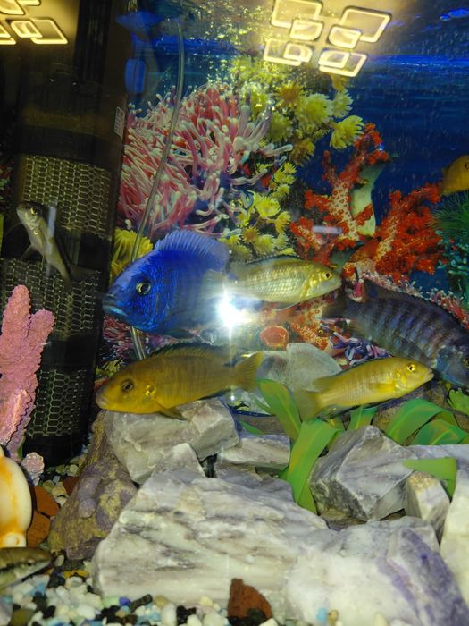 Продам цихлид лабидохромисов