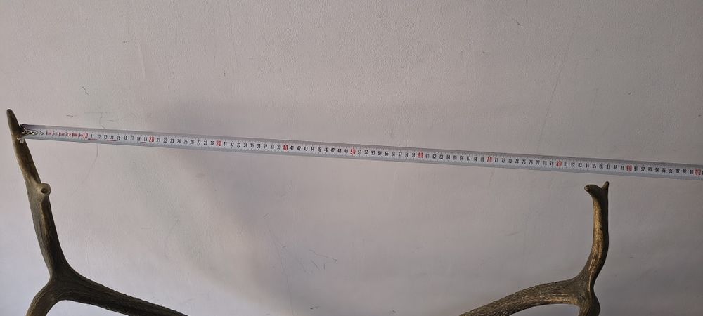 Coarne cerb cu suport