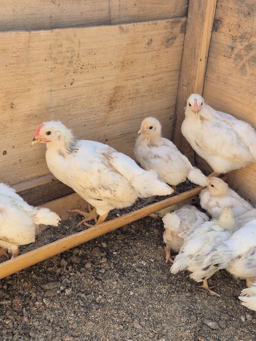 Продам домашних  цыплят