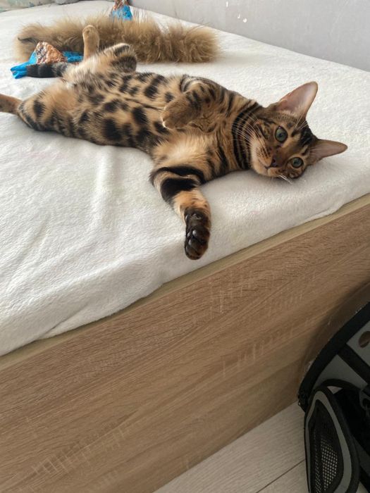 Вязка бенгальской кошки