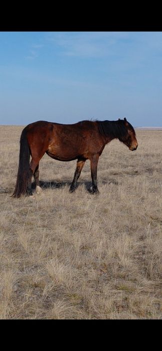 Бие 5 жасара,сатылады