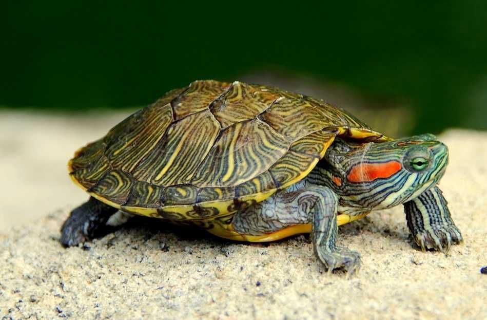 Красноухая черепаха (Trachemys scripta)