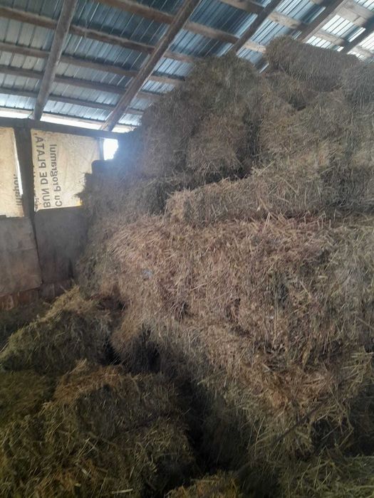 vand baloti paie lucerna si amestec fin lucerna