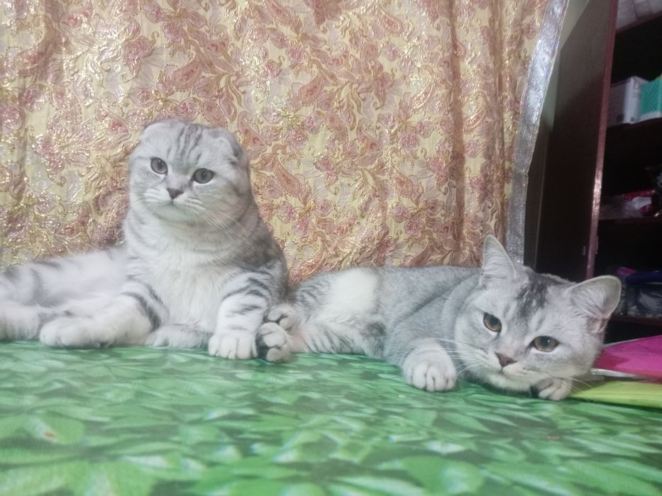 Вияска шиншилла сотилмайди