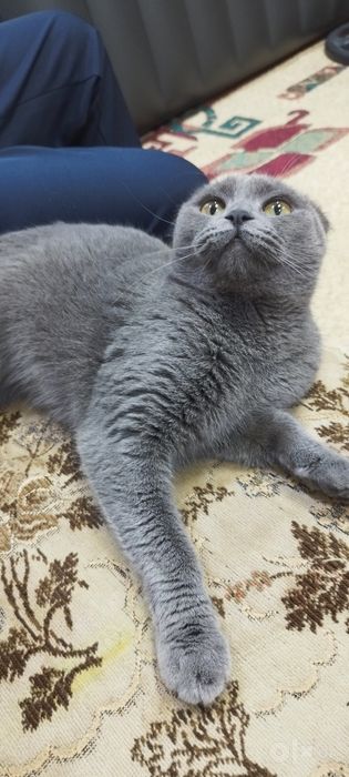 Скотиш фолд в хорошие руки