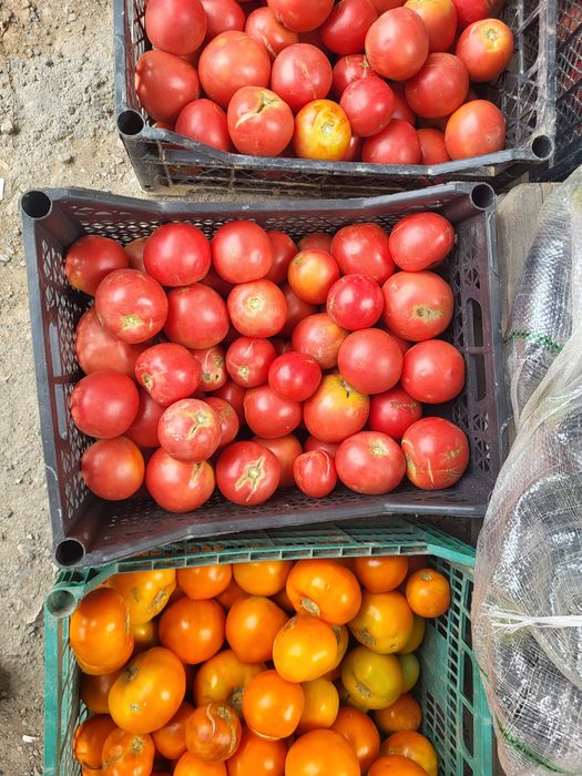 Продам Баклажаны, Помидоры местные недорого