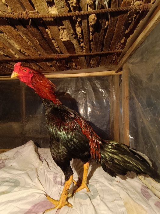 Бойцовский яйца жұмыртқа сатылады