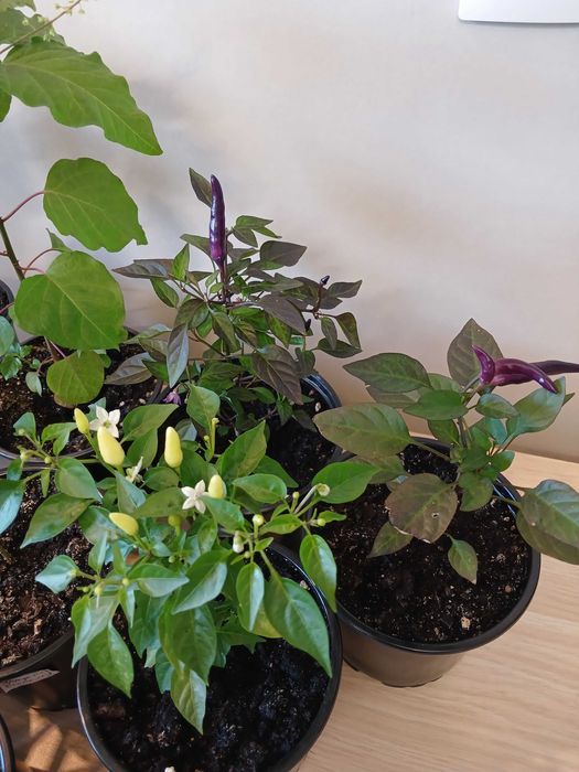 Продам перцы острые декоративные