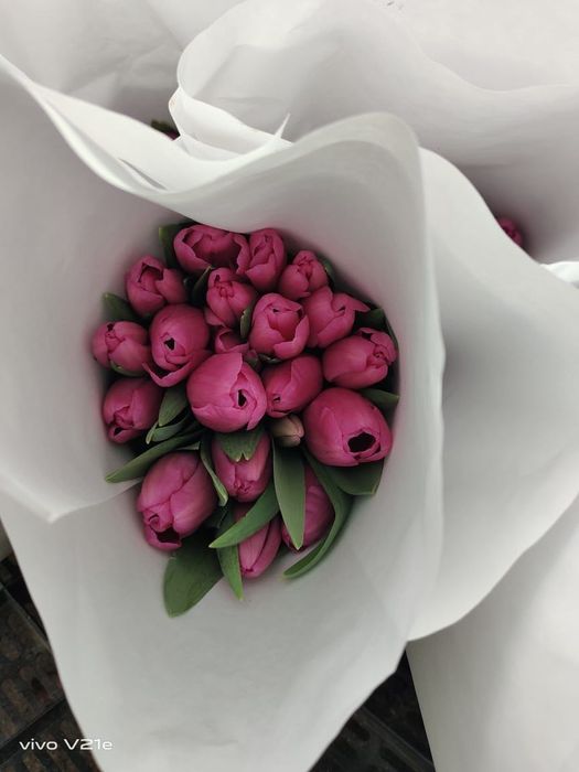 Тюлпан оптом теплица