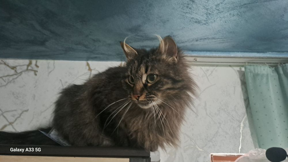 Maine Coon  ....