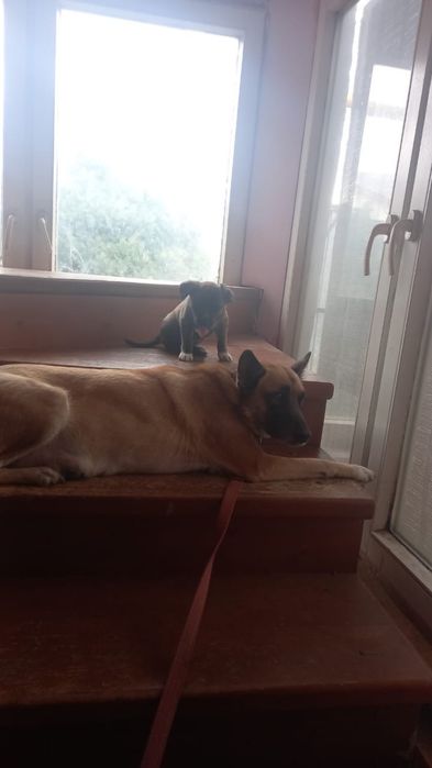 Щенок бельгийской овчарки