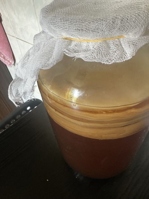 Продам чайный гриб