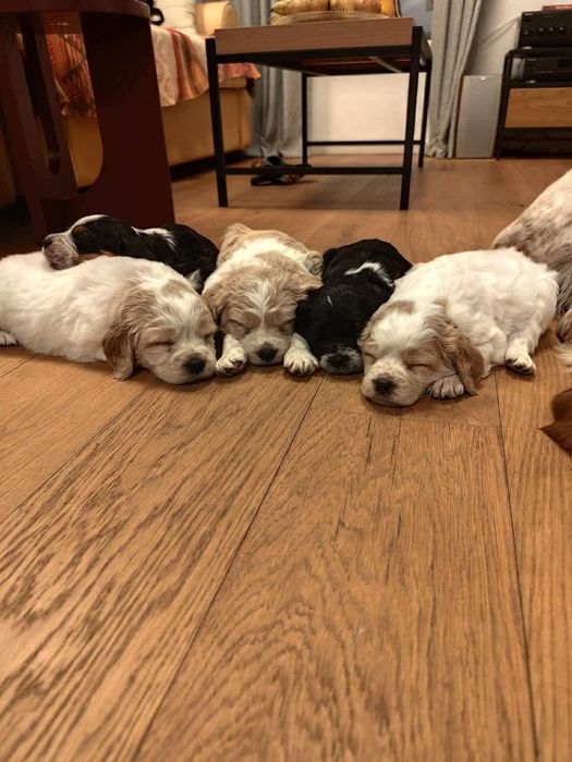 Продаваме кученца на 50дни , 2 мъжки и 3  женски,захранени