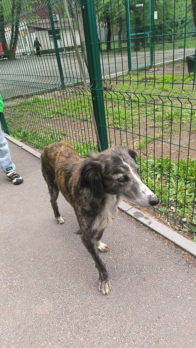 Отдам в добрые руки. Срочно!