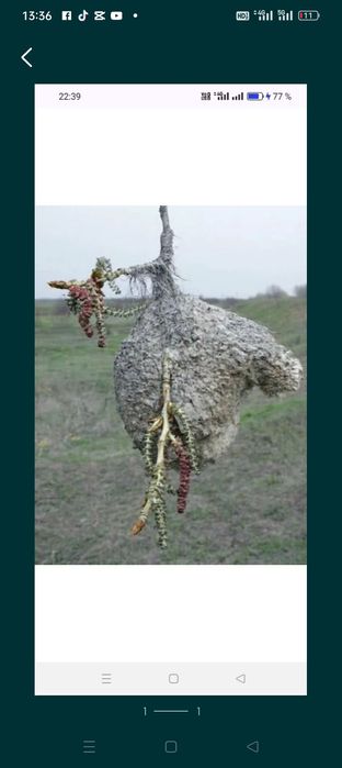 Куркылтай уясы 80 турли ауруга ем