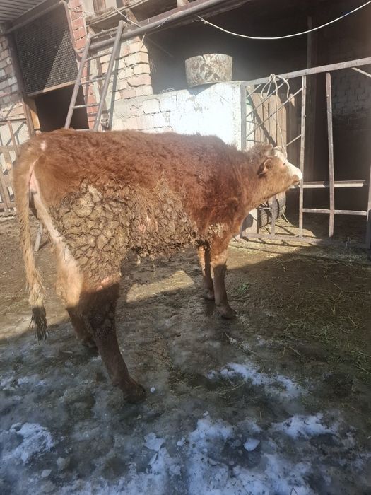 Продам телочку годовалую