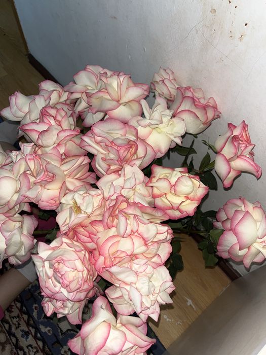 Голанлски розы 5 мынга