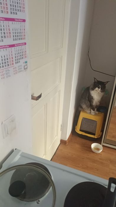 Продам кота Мейн кун