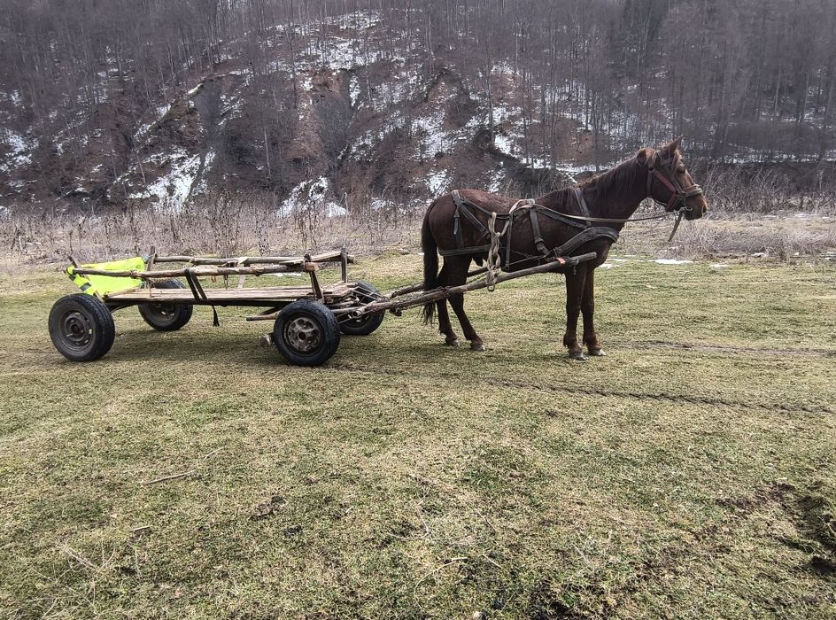 De vânzare armăsar de 7 pe 8 ani