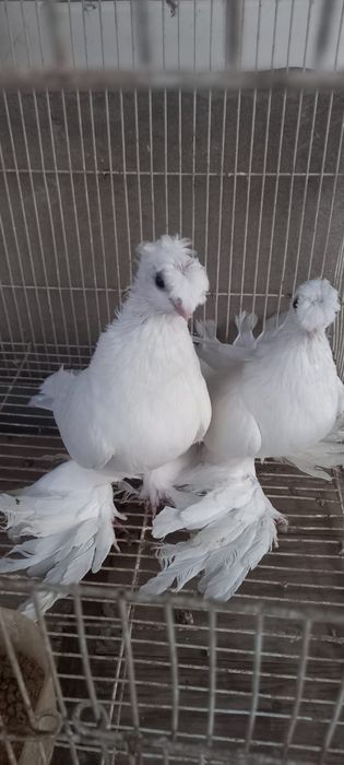 Голуби 2 пары элитные