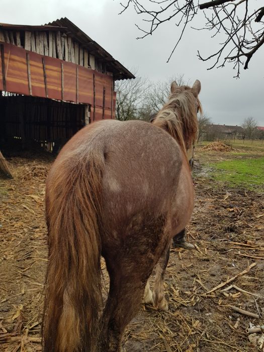 Vând mânză de 1 an si 8 luni